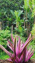 This Pineapple Shell Plant originates from Mexico