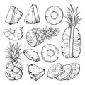 Pineapple sketch illustration, fresh sliced tropical fruit