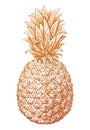 Pineapple sketch. Tropical summer fruit. Hand drawn vector illustration