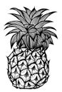 The pineapple sketch.