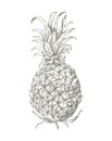 Pineapple, sketch in vintage style. Ananas, whole tropical fruit, retro detailed ink drawing, outlined contoured etching