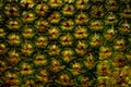 Pineapple skin close up. Pineapple pattern. Pineapple bark. Royalty Free Stock Photo