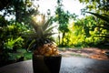 Pineapple in a small pot