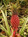 Pineapple on the stalk, Dole Plantation, Oahu