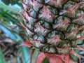 the pineapple is still on the tree. unripe pineapple. young pineapple skin texture.