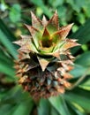 Pineapple Top View. Pineapple growing in pineapple plantation. Royalty Free Stock Photo