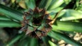 Pineapple Top View. Pineapple growing in pineapple plantation. Royalty Free Stock Photo