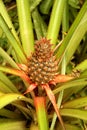 Pineapple tree Royalty Free Stock Photo