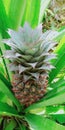 The Pineapple Tree Is Bearing Fruit