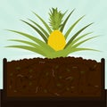 Pineapple Tree And Compost