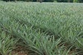 Pineapple tree in the farm Royalty Free Stock Photo