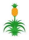 Pineapple tree with fruit. Vector illustration Isolated on white. Royalty Free Stock Photo