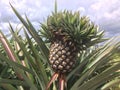 Pineapple on tree in the garden. Royalty Free Stock Photo
