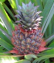 Pineapple on tree - Singapore botanical gardens Royalty Free Stock Photo