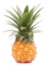 Pineapple tropical fruit or ananas Royalty Free Stock Photo