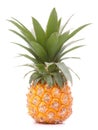 Pineapple tropical fruit or ananas Royalty Free Stock Photo