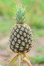 Pineapple tropical fruit growing in the garden. Royalty Free Stock Photo