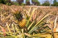 Pineapple tropical fruit growing in garden. Royalty Free Stock Photo