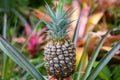 Pineapple tropical fruit growing in garden. Hawaiian pineapple farms in the countryside on the island Hawaii. Royalty Free Stock Photo