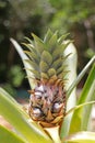 Pineapple tropical fruit growing in a garden Royalty Free Stock Photo