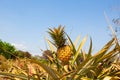 Pineapple tropical fruit growing in garden. Royalty Free Stock Photo