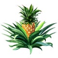 Pineapple tropical fruit growing, isolated watercolor illustration