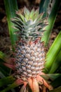 Pineapple tropical fruit growing in a nature. Pineapples plantation and farm. Royalty Free Stock Photo