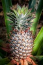 Pineapple tropical fruit growing in a nature. Pineapples plantation and farm. Royalty Free Stock Photo