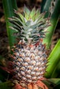 Pineapple tropical fruit growing in a nature. Pineapples plantation farm. Royalty Free Stock Photo