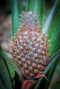 Pineapple tropical fruit growing in a nature. Pineapples plantation farm. Royalty Free Stock Photo