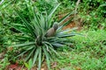 Pineapple tropical fruit in the home garden closes up, Ripe and ready to be harvested from the plant Royalty Free Stock Photo