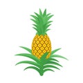 Pineapple. Tropical plant with an edible fruit. Ananas comosus. Isolated vector illustration