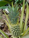 Pineapple is a tropical plant with edible fruit and the most economically important plant in the Bromeliaceae family.