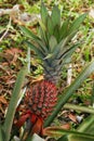 Pineapple is a tropical plant with an edible fruit and the most economically significant plant in the family Bromeliaceae