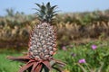 Pineapple Royalty Free Stock Photo