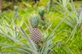 Pineapple tropical ripe fruit growing in garden Royalty Free Stock Photo