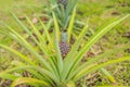 Pineapple tropical ripe fruit growing in garden Royalty Free Stock Photo