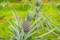 Pineapple tropical ripe fruit growing in garden Royalty Free Stock Photo