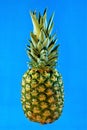 Pineapple is a tropical perennial herb, a popular delicacy used in cooking.