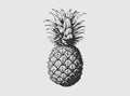 Pineapple Vector illustration. Exotic Tropical Fruit. Hand Drawn