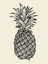 Pineapple vector Illustration Royalty Free Stock Photo