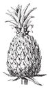 Pineapple, vintage engraving