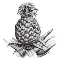 Pineapple, vintage engraving