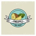 Pineapple Vintage, hand drawn fresh fruits background, summer plants, vegetarian and organic citrus and other, engraved.