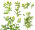 Pineapple weed or wild chamomile & x28;Matricaria discoidea& x29; isolated on white background. Medicinal plant Royalty Free Stock Photo