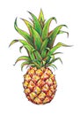 Pineapple on a white background. Graphic drawing. Tropical fruit. Handwork