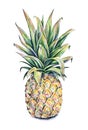 Pineapple on a white background. Watercolor colourful illustration. Tropical fruit. Handwork Royalty Free Stock Photo