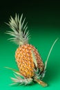 Pineapple whole organic green background with new shoots on stem.