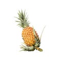 Pineapple whole organic white background with new shoots on stem
