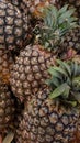 Pineapple (Ananas comosus) is an incredibly delicious and healthy tropical fruit.